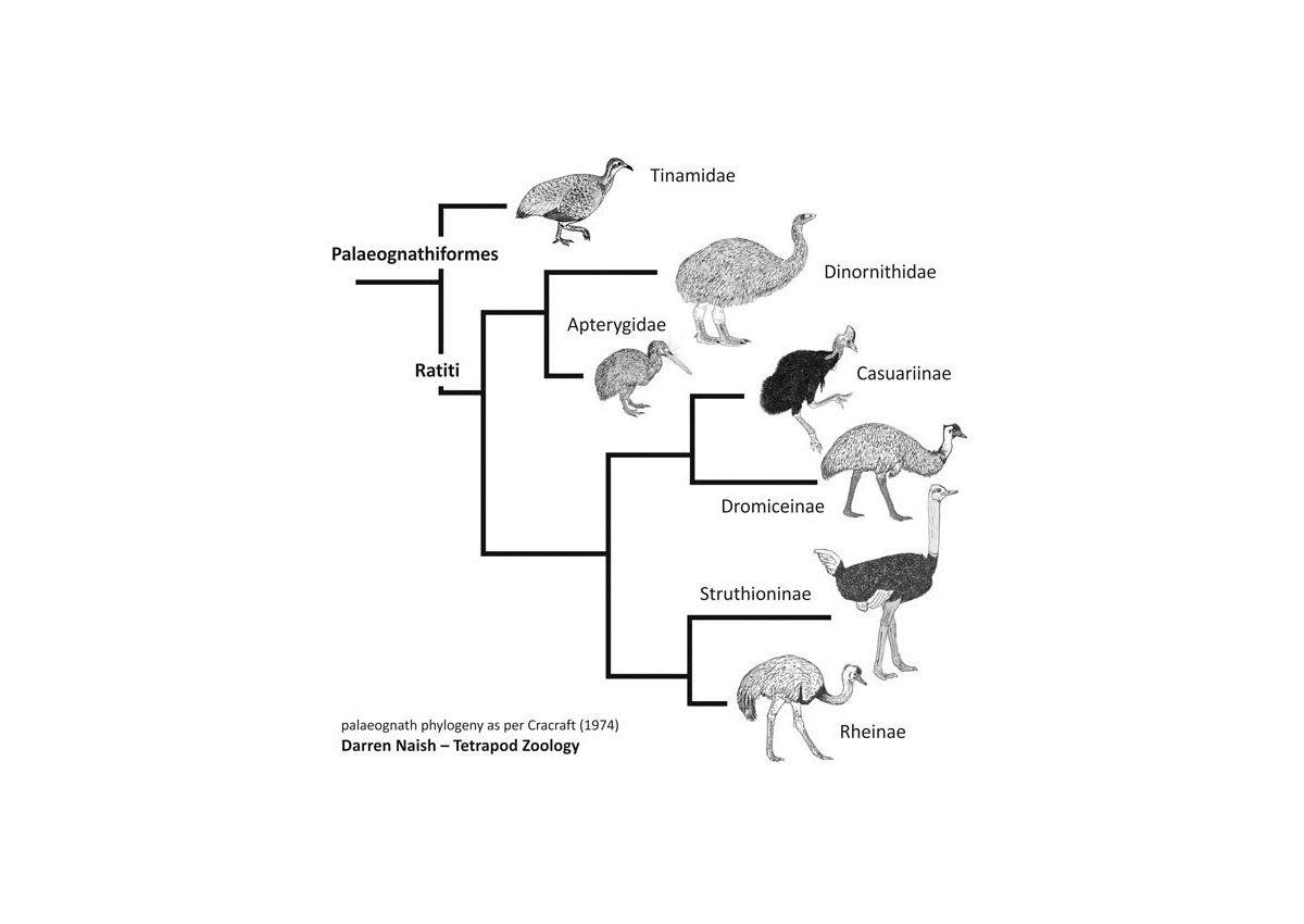 Tableau phylogénique des Ratites